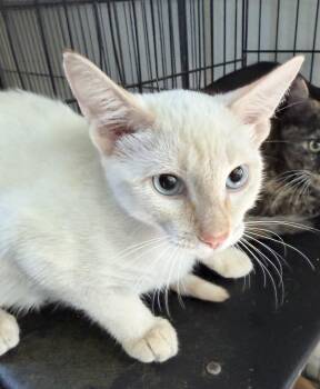 Mac -  Domestic Short Hair Cat for Adoption in Deming, New Mexico - Mac | PetCurious