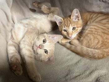 AVA -  Domestic Short Hair Cat for Adoption in Fort Lauderdale, Florida - AVA | PetCurious