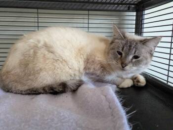 Siamese Cats Available for Adoption - Veronica | PetCurious