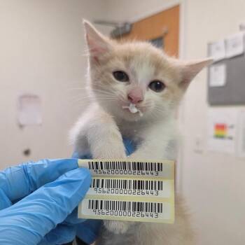 Aliens -  Domestic Short Hair Cat for Adoption in Charleston, West Virginia - Aliens | PetCurious
