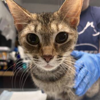 Domestic Short Hair Cats Available for Adoption in Summerville, South Carolina - Pedicure | PetCurious