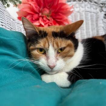 Domestic Short Hair Cats Available for Adoption - Mousecapade Zarito 55877 | PetCurious