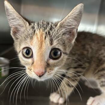 Rescue American Shorthair Cats for Adoption in Mount Vernon, Arkansas - Polly | PetCurious