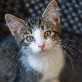 Dale -  Domestic Short Hair Cat for Adoption in Durango, Colorado - Dale | PetCurious