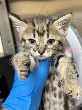 Rescue Domestic Short Hair Cats for Adoption in Wichita, Kansas - Ribby | PetCurious