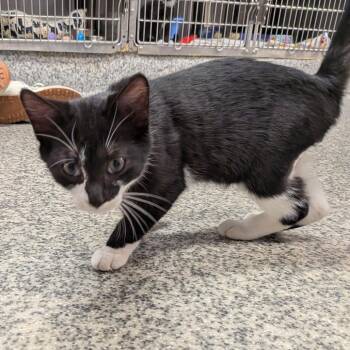 Emolga -  Domestic Short Hair Cat for Adoption in Falls Church, Virginia - Emolga | PetCurious