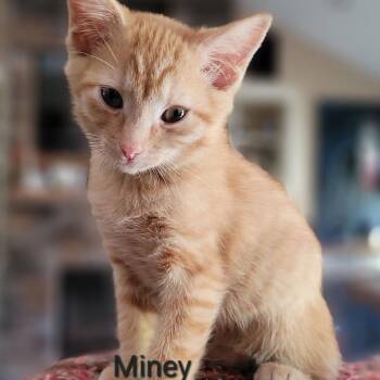 Pango (Miney) -  Domestic Short Hair Cat for Adoption in Madisonville, Tennessee - Pango (Miney) | PetCurious