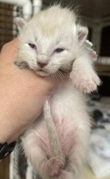 Kitten 27751 (River) -  Siamese Cat for Adoption in Parlier, California - Kitten 27751 (River) | PetCurious