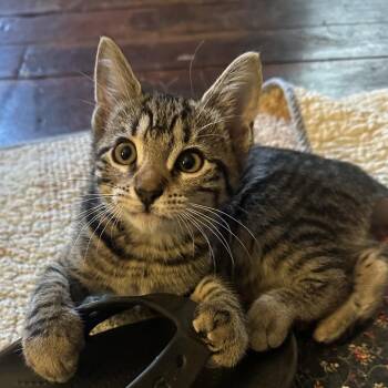 Pumpkin Spice -  Domestic Short Hair and Extra Toes Cat Hemingway Polydactyl Cat for Adoption in Potomac, Maryland - Pumpkin Spice | PetCurious