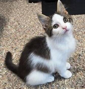 Patsy -  Domestic Medium Hair Cat for Adoption in Lebanon, Pennsylvania - Patsy | PetCurious