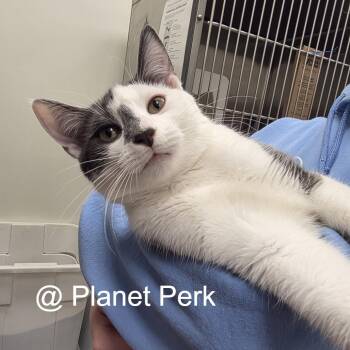 Oliver -  Domestic Short Hair Cat for Adoption in Oshkosh, Wisconsin - Oliver | PetCurious