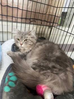 Meredith -  Domestic Medium Hair Cat for Adoption in Manitowoc, Wisconsin - Meredith | PetCurious