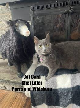 Domestic Short Hair Cats Available for Adoption - Cat Cora | PetCurious