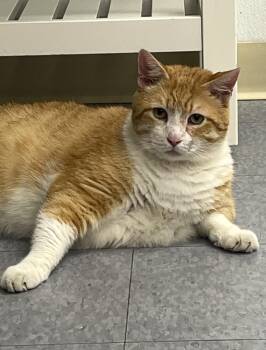 Rescue Domestic Short Hair Cats for Adoption in Harrison, New York - Beau | PetCurious