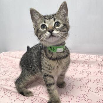 Hendrix -  Domestic Short Hair Cat Available for Adoption in Fort Wayne, Indiana - Hendrix | PetCurious