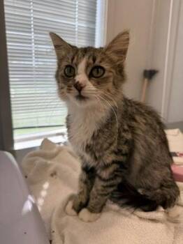 Saffron -  Domestic Medium Hair and Domestic Short Hair Cat for Adoption in Lafayette, Indiana - Saffron | PetCurious