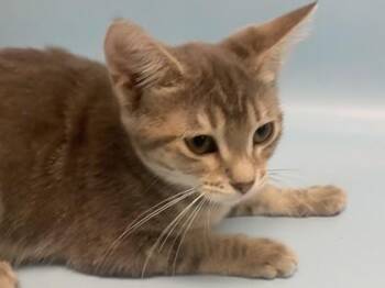 Noodle -  Domestic Short Hair Cat for Adoption in Golden Valley, Minnesota - Noodle | PetCurious