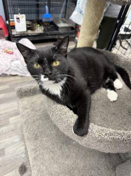 Candy -  Domestic Short Hair Cat for Adoption in West Mifflin, Pennsylvania - Candy | PetCurious