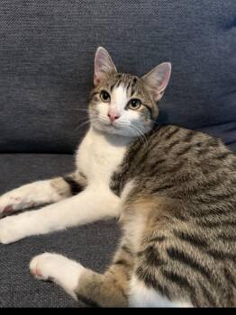 Gary -  Domestic Short Hair Cat for Adoption in Sneads Ferry, North Carolina - Gary | PetCurious