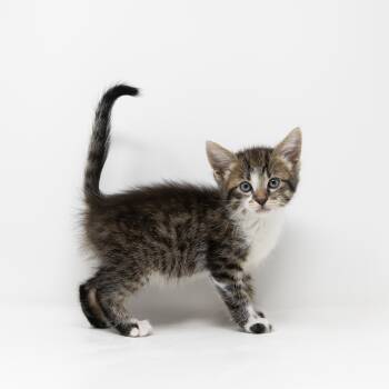 Tucker -  Tabby Cat for Adoption in Trophy Club, Texas - Tucker | PetCurious