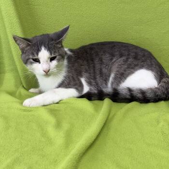 Tharion -  Domestic Short Hair Cat for Adoption in Valdosta, Georgia - Tharion | PetCurious