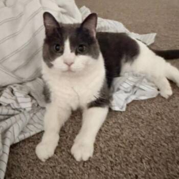 Willis -  Domestic Short Hair Cat for Adoption in Des Moines, Iowa - Willis | PetCurious