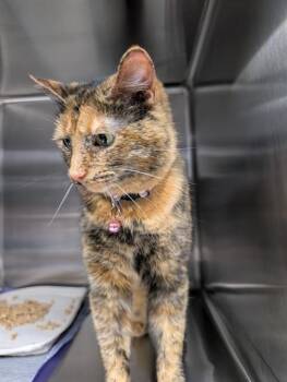 Domestic Short Hair Cats Available for Adoption - RUBY | PetCurious