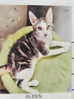 Rescue Domestic Short Hair Cats for Adoption in San Diego, California - Alden | PetCurious