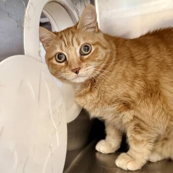 Pumpkin -  Domestic Short Hair Cat for Adoption in Palm Springs, California - Pumpkin | PetCurious