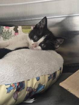 Sugar Cookie Loaf -  Domestic Short Hair Cat for Adoption in Westland, Michigan - Sugar Cookie Loaf | PetCurious