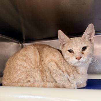 Gumbo -  Domestic Short Hair Cat for Adoption in Palm Springs, California - Gumbo | PetCurious