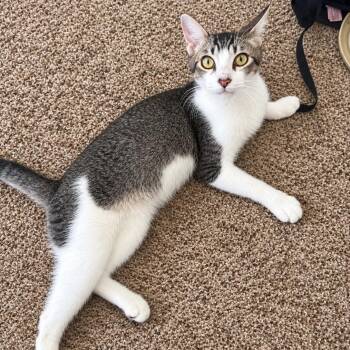 Curious George -  Domestic Short Hair Cat for Adoption in Fresno, California - Curious George | PetCurious