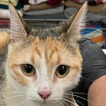 Rescue Domestic Short Hair Cats for Adoption in Las Cruces, New Mexico - 100686 | PetCurious