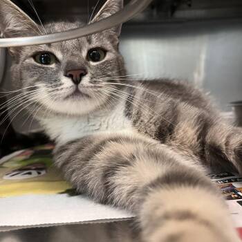 Mama June -  Domestic Short Hair Cat for Adoption in Brockton, Massachusetts - Mama June | PetCurious