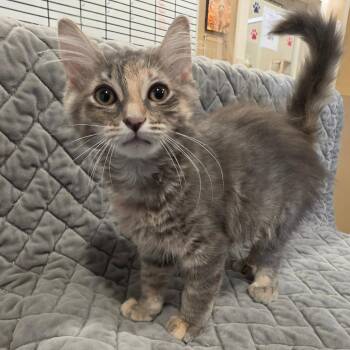 Glory -  Domestic Long Hair Cat for Adoption in Tipton, Indiana - Glory | PetCurious
