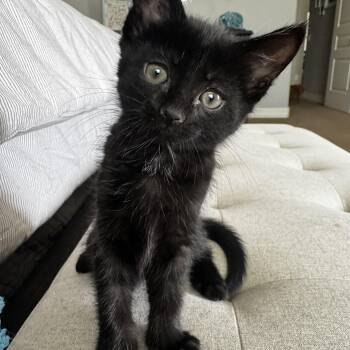 Domestic Short Hair Cats Available for Adoption in San Tan Valley, Arizona - Padme | PetCurious