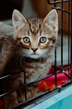 Marina -  Domestic Short Hair Cat for Adoption in Le Mars, Iowa - Marina | PetCurious