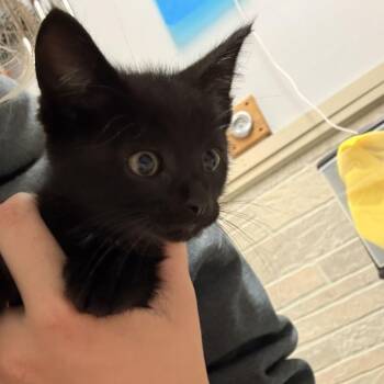 Bowling Glove -  Domestic Short Hair Cat for Adoption in Davenport, Iowa - Bowling Glove | PetCurious