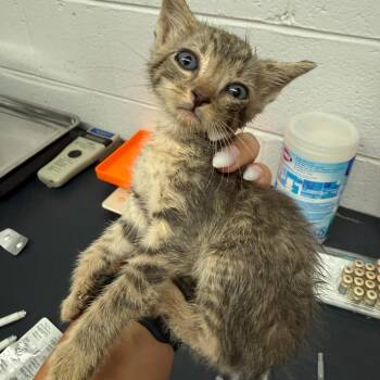Pork Chop -  Domestic Short Hair Cat for Adoption in Evensville, Tennessee - Pork Chop | PetCurious