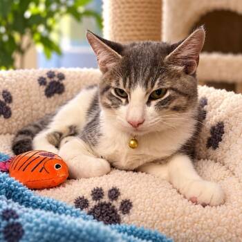 Garbanzo -  Domestic Short Hair and Tabby Cat for Adoption in Antioch, California - Garbanzo | PetCurious