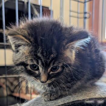 Rescue Domestic Short Hair Cats for Adoption in Toledo, Ohio - Boba | PetCurious
