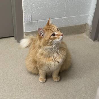 Domestic Long Hair Cats Available for Adoption - Jarvis | PetCurious