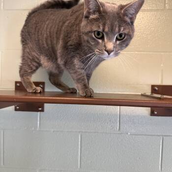 Midas -  Domestic Short Hair Cat for Adoption in Reading, Vermont - Midas | PetCurious