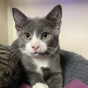 Smokey -  Domestic Short Hair Cat for Adoption in Wantagh, New York - Smokey | PetCurious