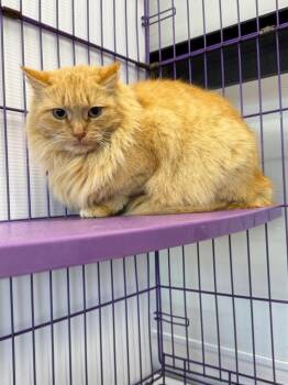 Domestic Long Hair Cats Available for Adoption in Denham Springs, Louisiana - Dorothy | PetCurious