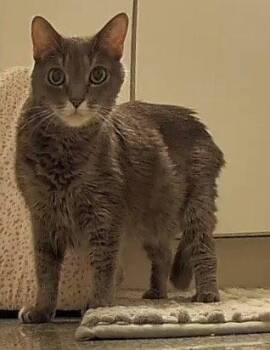 PiXiE -  Domestic Medium Hair Cat for Adoption in Orlando, Florida - PiXiE | PetCurious