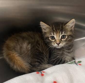 Lana -  Domestic Short Hair Cat for Adoption in Columbia, Tennessee - Lana | PetCurious