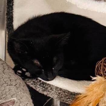 Radio Flyer -  Domestic Short Hair Cat for Adoption in Los Angeles, California - Radio Flyer | PetCurious