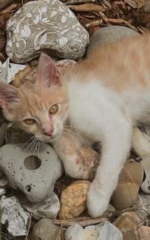 Rescue Domestic Short Hair Cats for Adoption in Santa Cruz, California - Buff Muffin | PetCurious