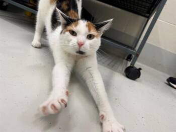 TRIXIE -  Domestic Short Hair Cat Available for Adoption in Peoria, Illinois - TRIXIE | PetCurious